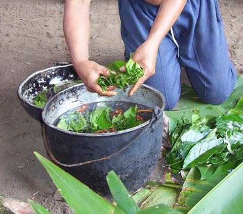 6. ülesanne: Ayahuasca Ayahuasca on traditsiooniline tõmmis B. cappi väätidest. Seda tõmmist kasutatakse traditsioonilise suukaudse ravimina Lõuna Ameerika rituaalides.