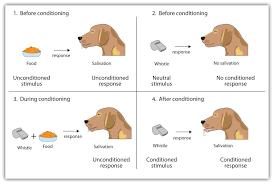 Μάθηση (Pavlov, Watson, Skinner) Κλασσική εξαρτημένη μάθηση (classical conditioning): όταν δύο ερεθίσματα παρουσιάζονται με χρονική