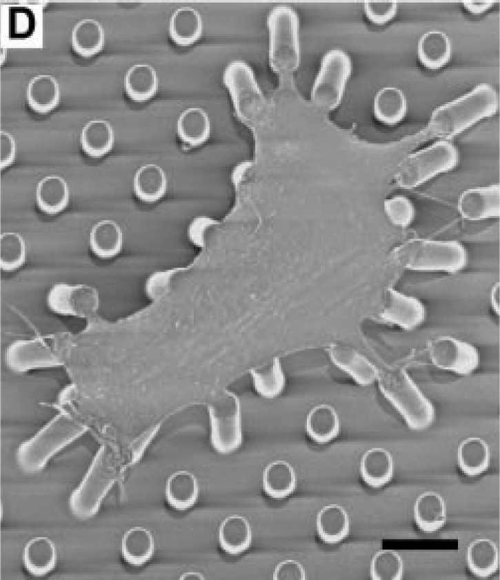 Membranes and Filaments Lipidic membranes Simple