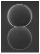 Tan et al PNAS (2003); scale-bar 10µm M.