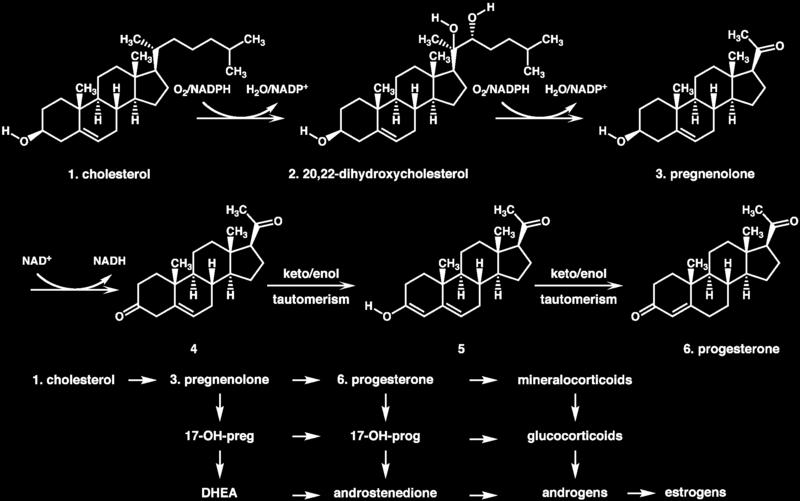 Βιοσύνθεση στεροειδών 1/2 Progesterone