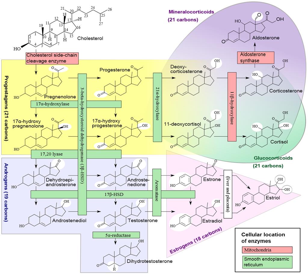 Βιοσύνθεση στεροειδών 2/2 Steroidogenesis,