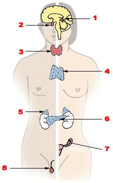 Ενδοκρινικό σύστημα 1/9 1. Επίφυση - Pineal gland. 2. Υπόφυση - Pituitary gland. 3. Θυρεοειδής αδένας - Thyroid gland. 4. Θύμος - Thymus. 5.
