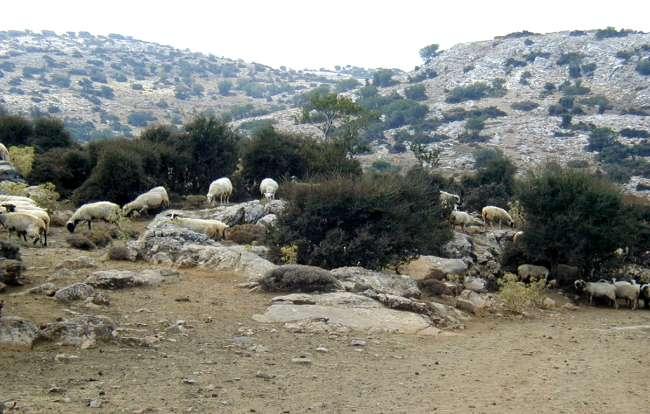Η Αιγο-προβατοτροφία στην Κρήτη και οι προστατευόμενες περιοχές