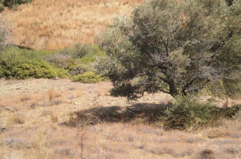 Δεν ξεχνούμε: Τα πρόβατα και οι αίγες είναι μέρος του οικοσυστήματος μας