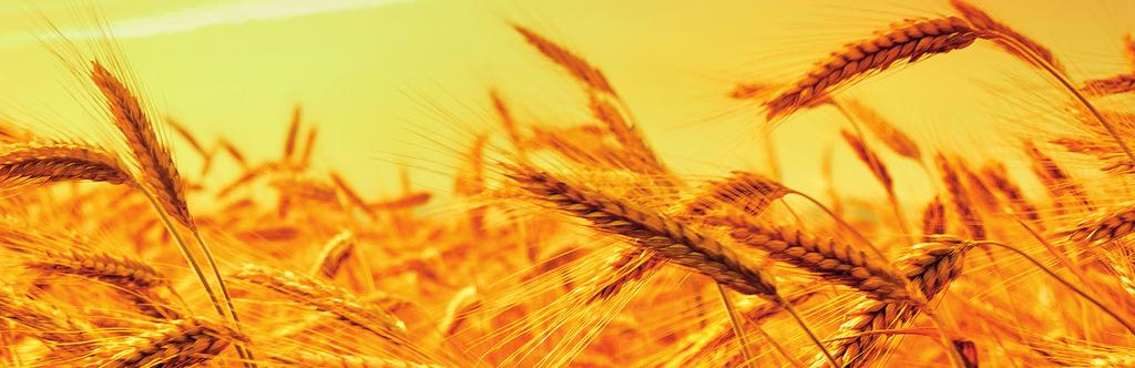 Οι άνθρωποί μας Η EUROAGRO στελεχώνεται από έμπει- να στηρίξουν τεχνικά κάθε επενδυτικό για τις καλλιέργειες τους, τη λίπανση νεχώς είτε με εσωτερικές εκπαιδεύσεις ρους γεωπόνους, χημικούς, περιβαλ-