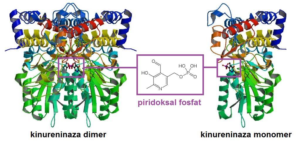 Primjer vitaminskog koenzima: Aktivni oblik vitamina B 6 piridoksal fosfat (fosfatni derivat piridoksala) koenzim je raznih enzima, kao npr. kinureninaze.