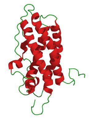 prolaktin oksitocin HCG