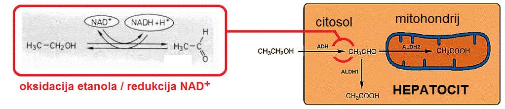 (aldehid dehidrogenazom 1, ALDH1) ili u mitohondriju (aldehid dehidrogenazom 2, ALDH2) uz