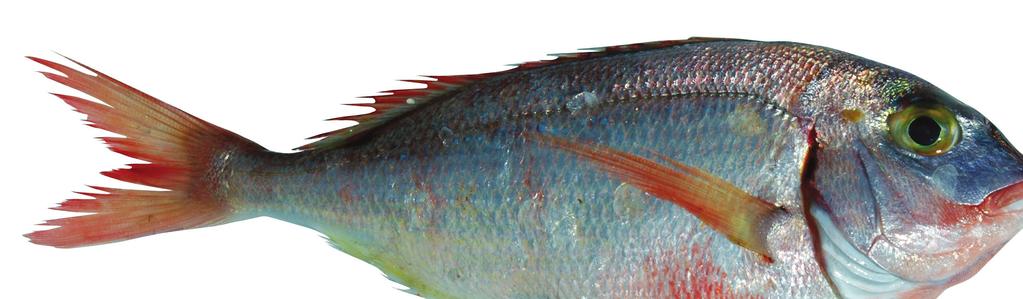 Valja naglasiti da je kod izbora ribe potreban oprez jer je masna riba jedan od najvećih potencijalnih izvora teških metala.