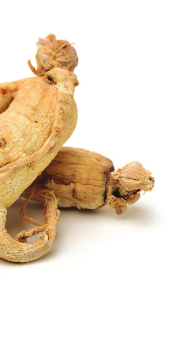 GINSENG (Panax Ginseng) U Kini se koristi dulje od 5000 godina i vjeruje se kako poboljšava opće stanje organizma podiže tjelesnu i mentalnu energiju i raspoloženje, djeluje antistresno i preventivno