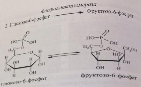 Глюкоза + АТФ глюкозо-6-фосфат + АДФ Сосын глюкозо 6-фосфат
