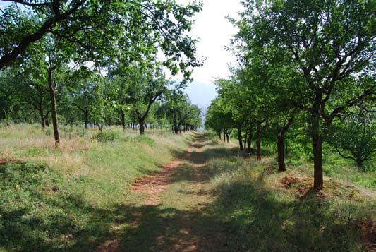 nr. Janar 2013-5 vendlindja Lurë siç e thotë dhe Jastrebovi, pra Dypjakë- Shumbat-Topuze-Lugje dhe pastaj me va ose me urë kalonte Drinin e dilte në Zalldardhë- Lashkizë-Tajan-Lanë-Lurë-Fushë-Lurë