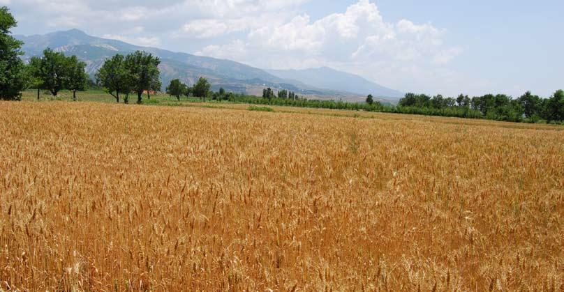 Shenja të rrugës së Gramës janë gjetur në Shkallën e Rrahmane, Vendi i keq si dhe pjesë kalldrëmi janë gjetur dhe në Fushë të Korabit-7) Edhe pse Shumbati është nën udhë me shumicën e fshatrave të