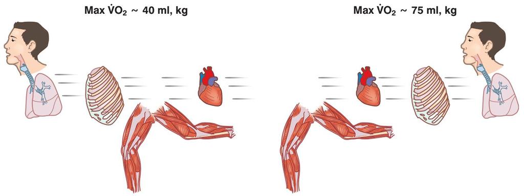 Καρδιοαναπνευστικές προσαρμογές με την άσκηση Η υψηλή μέγιστη πρόσληψη οξυγόνου (VO 2 max) αυξάνει τις