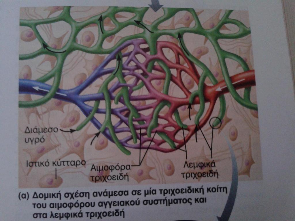 Να μπει η φωτο με το