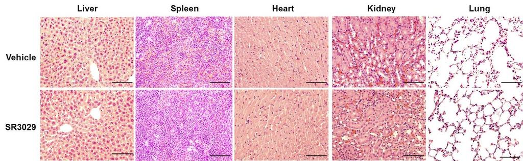 Fig. S6. Long-term daily dosing with SR-3029 has no adverse effects on major organ histology.