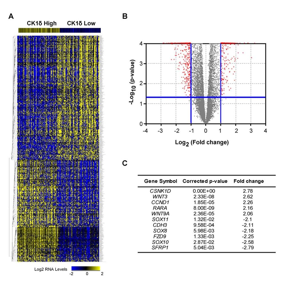Fig. S8. Wnt/β-catenin pathway genes are a hallmark of CK1δ-expressing breast cancers. (A) Heatmap of the CK1δ signature list (612 genes) in TCGA RNA-Seq breast cancer dataset.