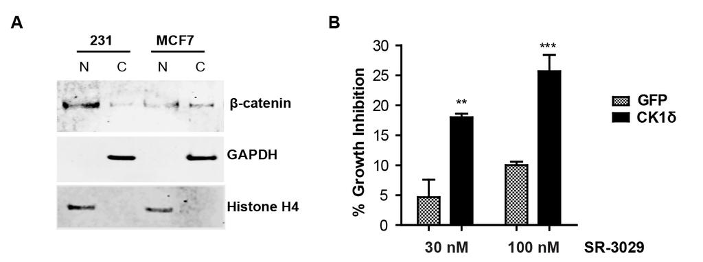 Fig. S10. CK1δ expression in MCF7 breast cancer cells sensitizes them to SR-3029. (A) Immunoblot showing relative expression of nuclear and cytoplasmic β-catenin in MDA-MB-231 vs. MCF7 cells.