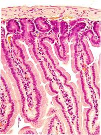 staining of cryosections prepared