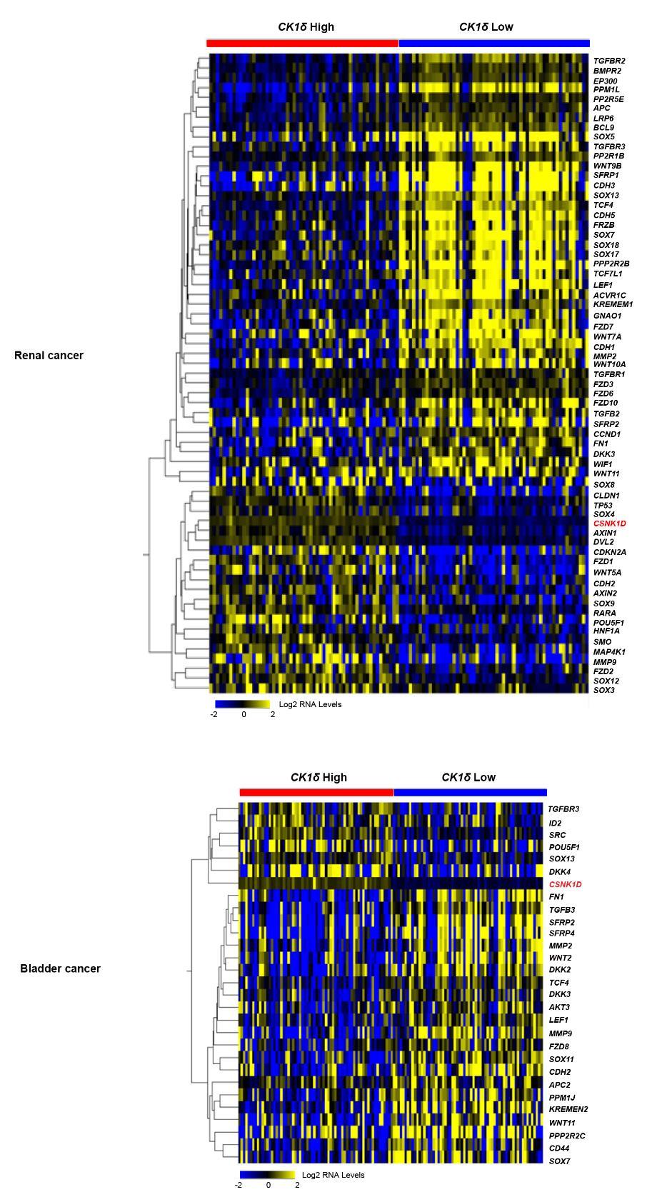 Fig. S13. Canonical Wnt signaling genes are correlated with CK1δ expression in human renal and bladder cancer.