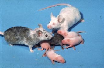Γιατί ο ποντικός ;; Ένα από τα πιο κοντινά στον άνθρωπο μοντέλα θηλαστικό Το πιο πολύπλοκοσυνδυάζει συστήματα όπως το ενδοκρινές, νευρικό, ανοσολογικό Ένα από τα πιο μικρά