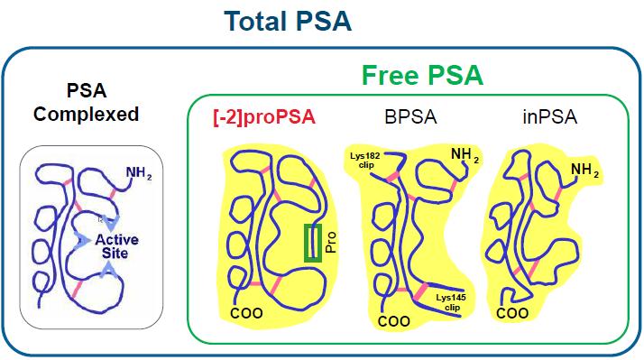 Μοριακές Μορφές (Ισομορφές) του PSA Μόνο το p2psa είναι ειδικό για τον καρκίνο του προστάτη το BPSA είναι αυξημενο σε ατομα με καλοήθη υπερπλασια του