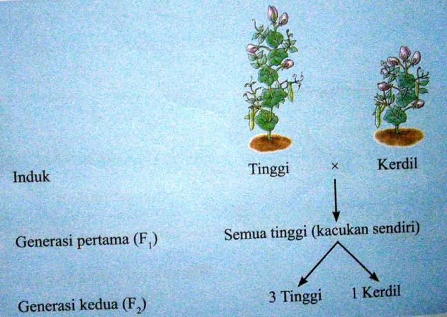rendah (gen resesif) Hasilnya : Tinggi Cth : Pasangan gen rendah (gen resesif) dengan rendah (gen resesif)