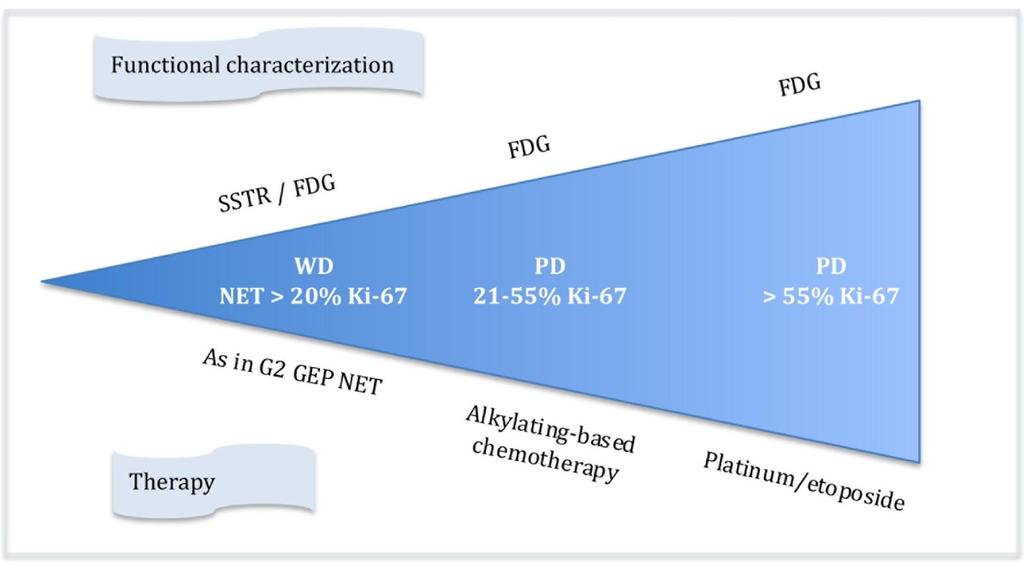 GEP NEC HETEROGENEITY: POSSIBLE CLINICAL