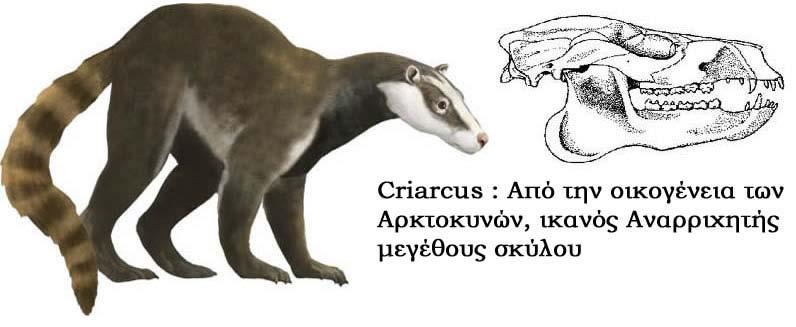 στον τελευταίο προγόμφιο της άνω
