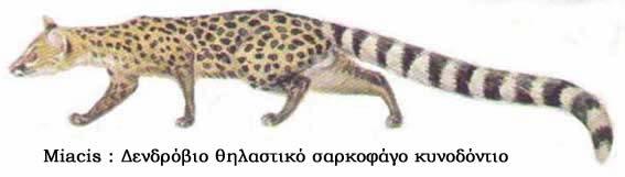 της κάτω σιαγόνας, στο σκαφοειδές