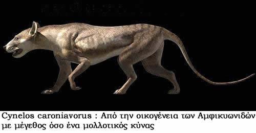 πιο επίπεδα, τα ακουστικά όργανα