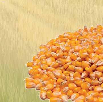 Zrno kukuruza Suša i vrućine imaju mali utjecaj na hranjivost zrna kukuruza sve dok njegova hektolitarska