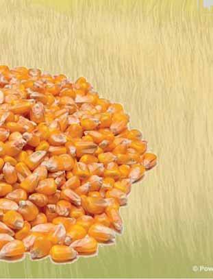 Suša jako smanjuje prinos zrna, a malo mijenja sadržaj glavnih sastojaka, te se on nalazi unutar prirodnih