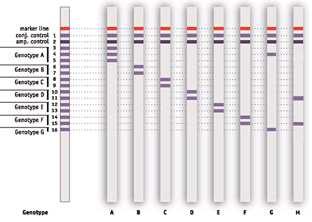 Φωσφοτρανσφ/ση, DNA πολυμεράση HIV RT inh, protease