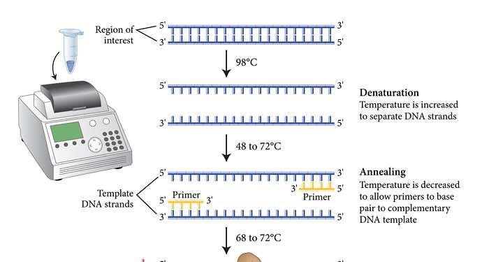 Αλυσιδωτή Αντίδραση Πολυμεράσης-1985 Μόριο DNA