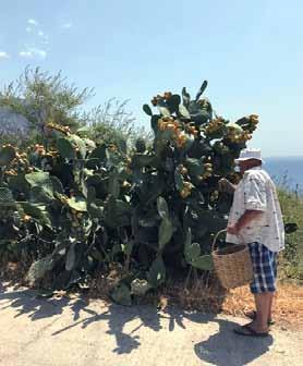 Pan-Icarian Brotherhood of America Icaros Ikaria Magazine Sponsors Dear Ikarians, By the end of 2018, the National Registry will be receiving all the declarations of ownership in the land of Ikaria