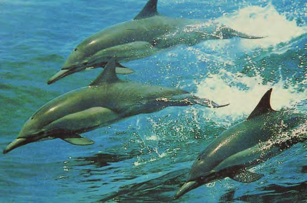 53 Οι ακροβάτες της θάλασσας Ταξιδεύοντας στις ελληνικές θάλασσες, ίσως έχετε δει δελφίνια να συνοδεύουν το καράβι παίζοντας με τα κύματα.