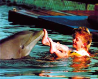 Πώς συμπεριφέρονται τα δελφίνια στις δύο ιστορίες; Ποια ιστορία είναι ένα σύγχρονο πραγματικό γεγονός και ποια ανήκει στην αρχαία ελληνική μυθολογία; Λέγεται πως τα δελφίνια