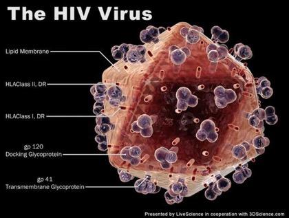 A virus is made up of a core of genetic material, either DNA or RNA, surrounded by a protective coat called a capsid which is made up of protein.