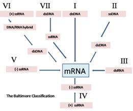 Ιοί ΓΕΝΕΤΙΚΟ ΥΛΙΚΟ ΤΩΝ ΙΩΝ Ιοί µε RNA γενετικό υλικό: Σχεδόν όλοι οι ιοί των φυτών και κάποιοι ιοί των ζώων και των βακητρίων Το γενετικό υλικό είναι αρκετά µικρότερο Ιοί µε DNA γενετικό υλικό: Συχνά