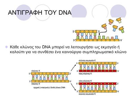 ΓΟΝΙΔΙΑΚΗ