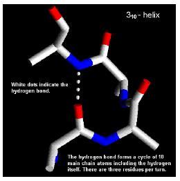 (Rare helices) 3 10 3 residues per turn, bind i + 4 thus narrower, longer