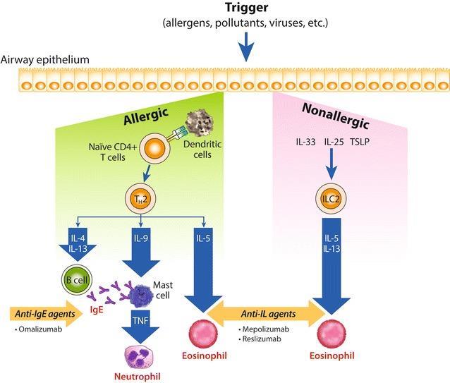 Τhe endotyping mechanism