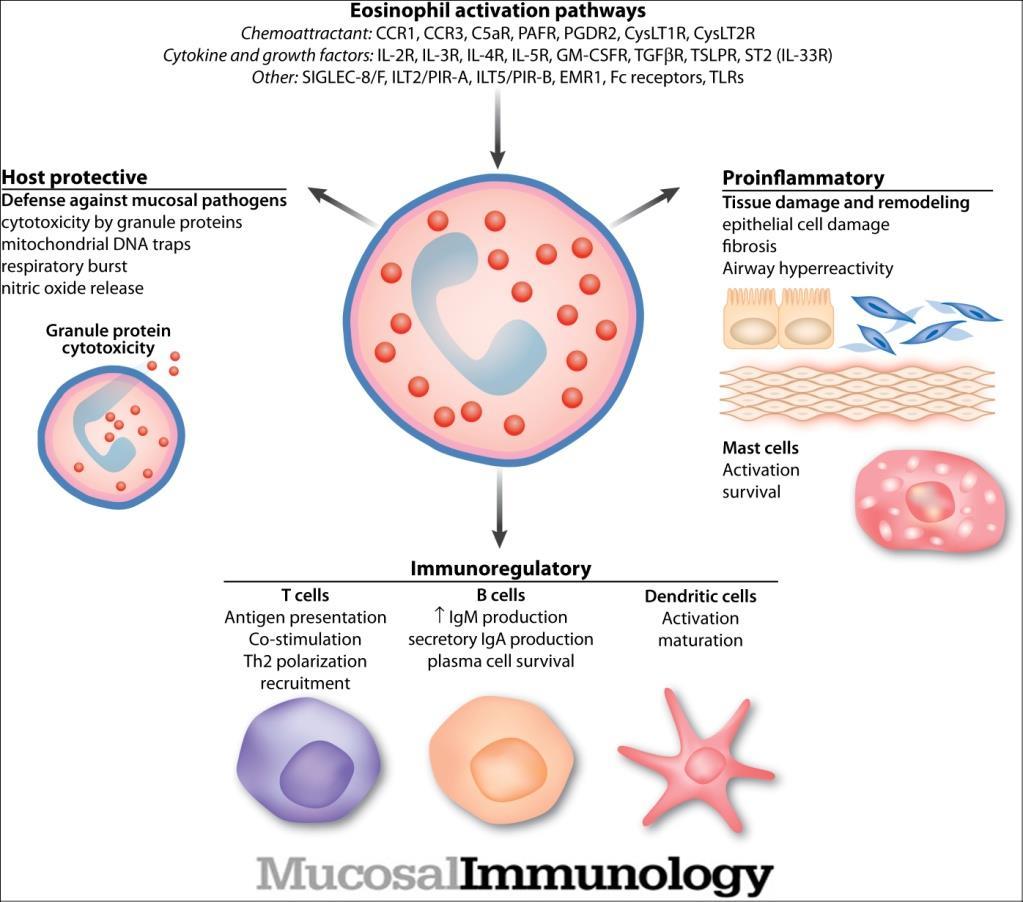 Eosinophil: A key regulatory cell Travers J