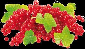 167 9 Water, raspberries