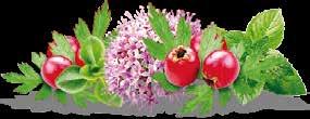 ТЕА ΤΣΑΪ Cold Herbal Tea Relax Κρύο τσάι βοτάνων Βαλεριάνα Ingredients: Drinking water, sugar, lavender, valerian 1%, mint 0,2%,