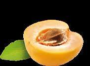 Apricot Βερίκοκο 380