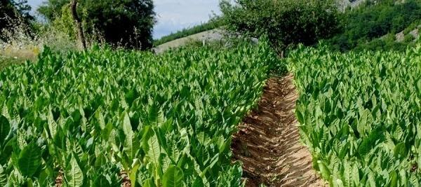 2.3.2 Μπασμάς Ο μπασμάς ανήκει στην κατηγορία των αρωματικών ανατολικών καπνών, Διακρίνεται ο μπασμάς Ξάνθης και ο μπασμάς Μακεδονίας.