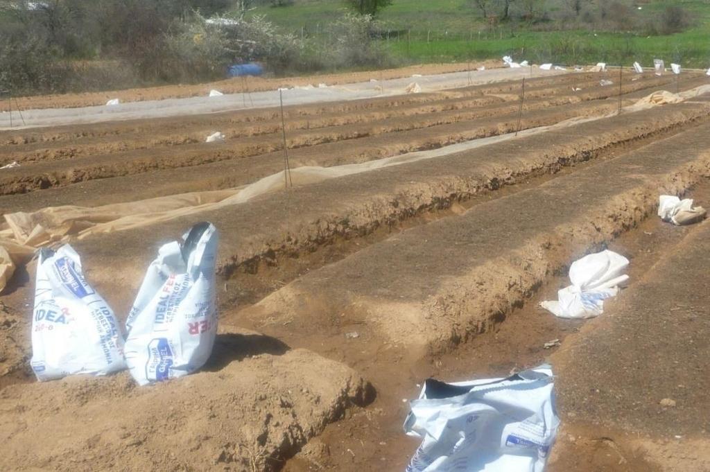 3.2 Σπορεία Τα σπορεία είναι οι τόποι στους οποίους σπέρνεται ο σπόρος των καπνών, έτσι ώστε να δημιουργηθεί η βλάστηση και να δώσουν τα καπνοφυτάρια, με τα οποία αργότερα πραγματοποιείται η